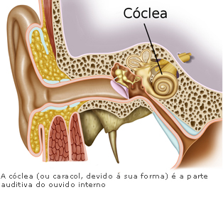 A cóclea é a parte auditiva do ouvido interno